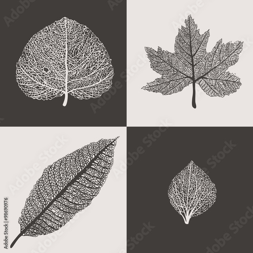 Autumn leaves