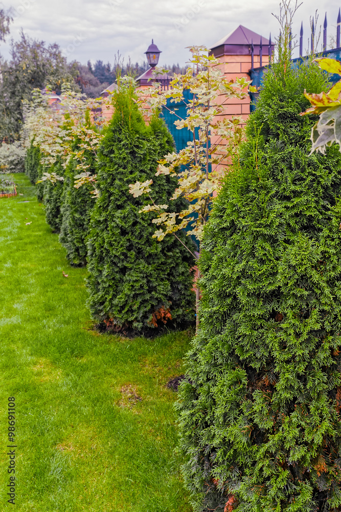 Maple trees and evergreen thuja