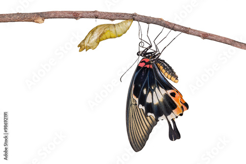 Isolated female yellow body Great mormon Butterfly  with cocoon