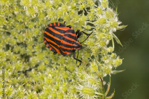 Graphosoma lineatum, Shield bug from Lower Saxony, Germany