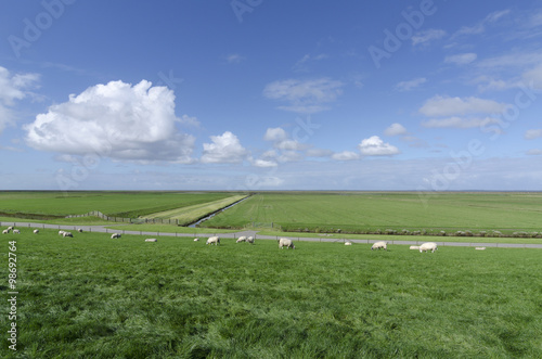 schapen op de zeedijk photo