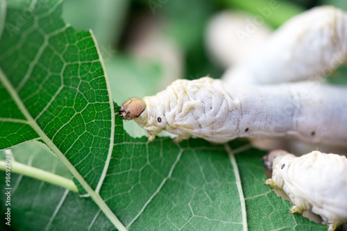 Close up Silkworm eating mulberry green leaf photo