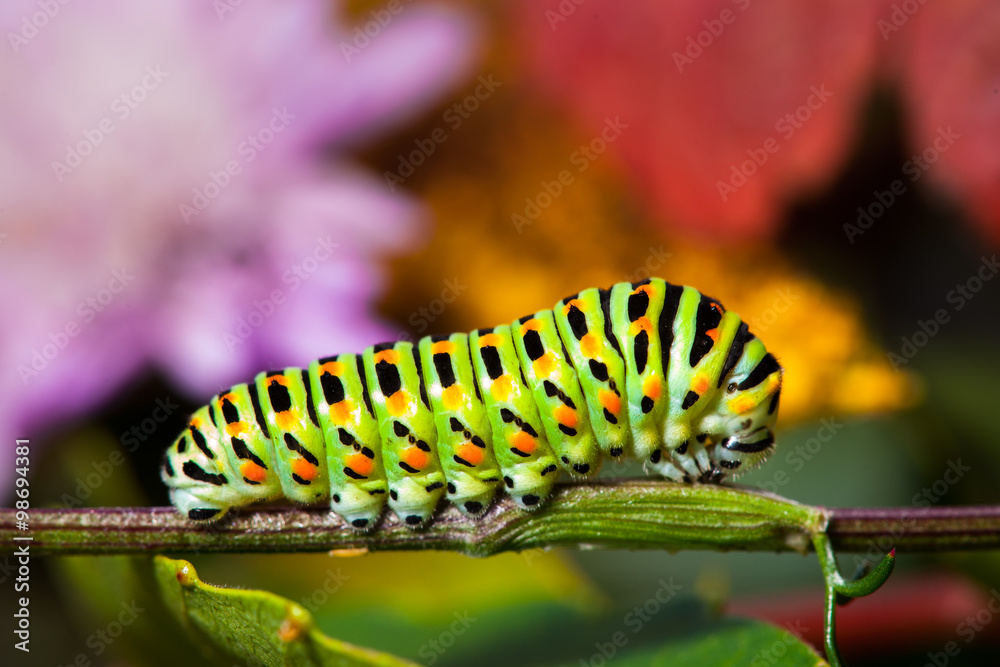 Naklejka premium Swallowtail caterpillar