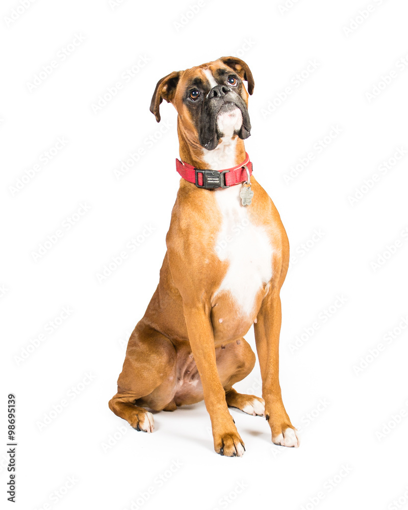 Boxer on a white background