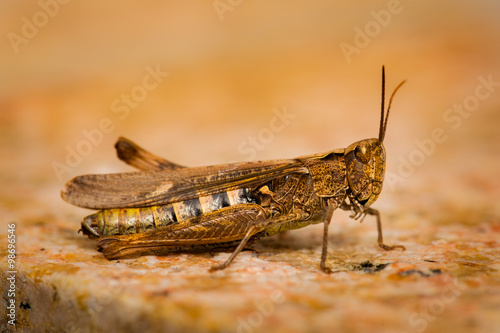 Grasshopper fine macro © denisveselyxx