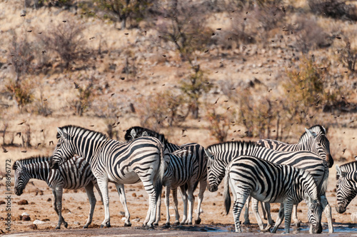 Zebras und Vögel am Wasserloch; Etosha; Namibia
