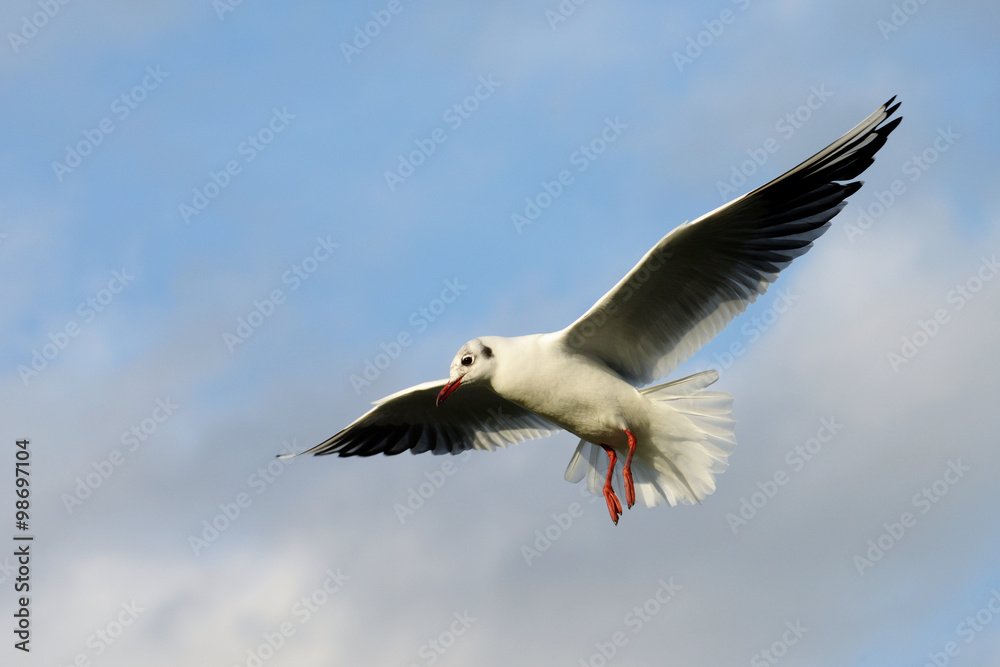 Obraz premium Black-headed Gull, Chroicocephalus ridibundus