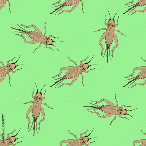 Seamless pattern with cricket or grig. Gryllus campestris. hand-drawn cricket. grig. . Vector