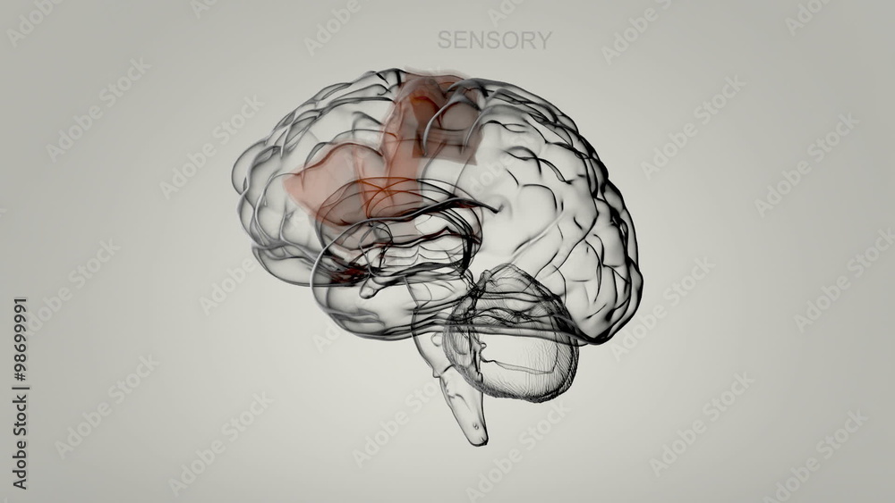 Medical animation of the brain structures and their functions. Loopable. HD