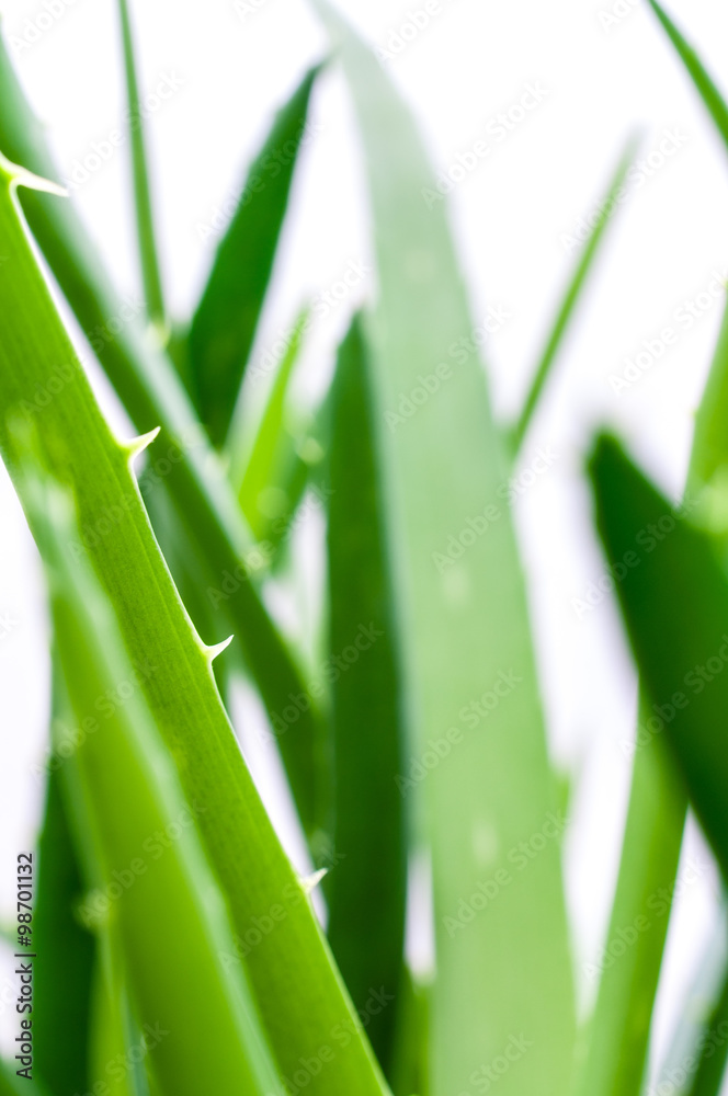 Fototapeta premium Aloe Vera im Blumentopf