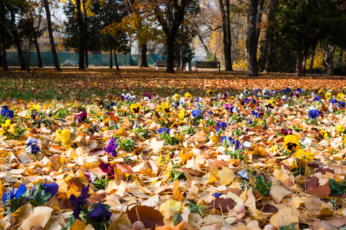 Flowers in fallen leaves