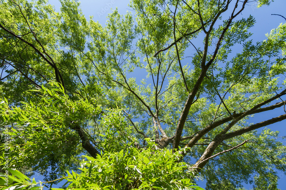 Fototapeta premium Copa de Arbol Sauce Lloron desde abajo, con fondo de cielo 