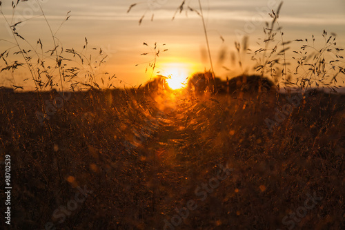 Puesta de Sol entre Hierbas Silvestres -  El sol poniendose al atardecer entre  un tunel de hierbas gramineas photo