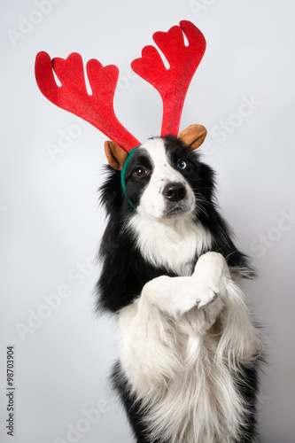 Fototapeta Naklejka Na Ścianę i Meble -  A dog in upright pose representing Santa's deer on light backgro