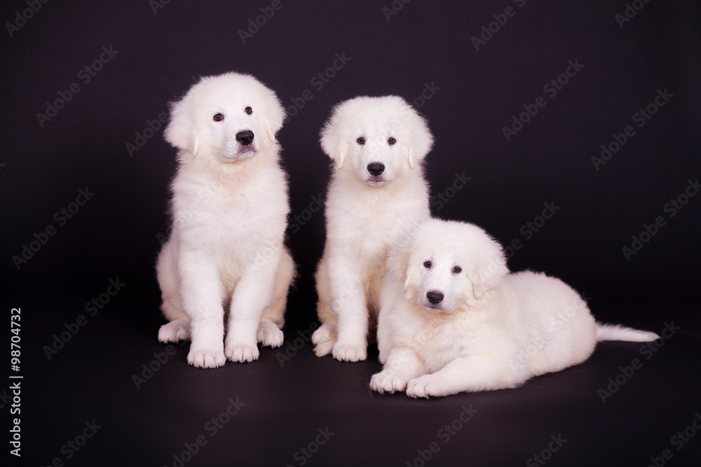 three white puppies