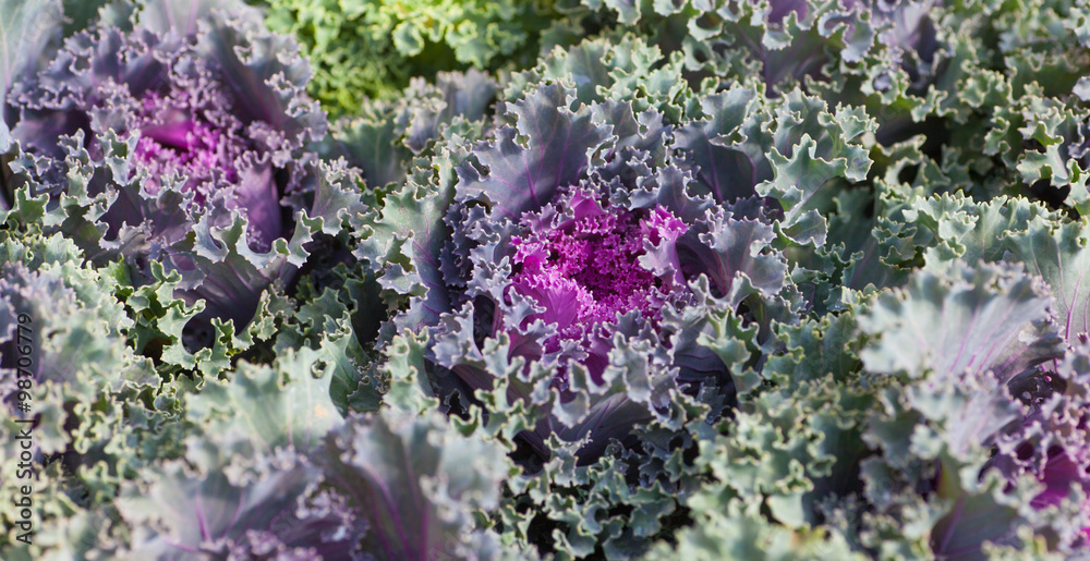 Close - up fresh red cabbage vegetable Close - up fresh red cabbage vegetable