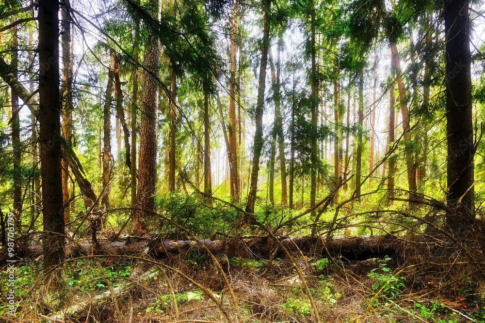 Summer forest Summer forest