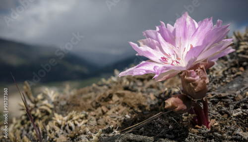 Flower of the Bitterroot on Alpine Terrain