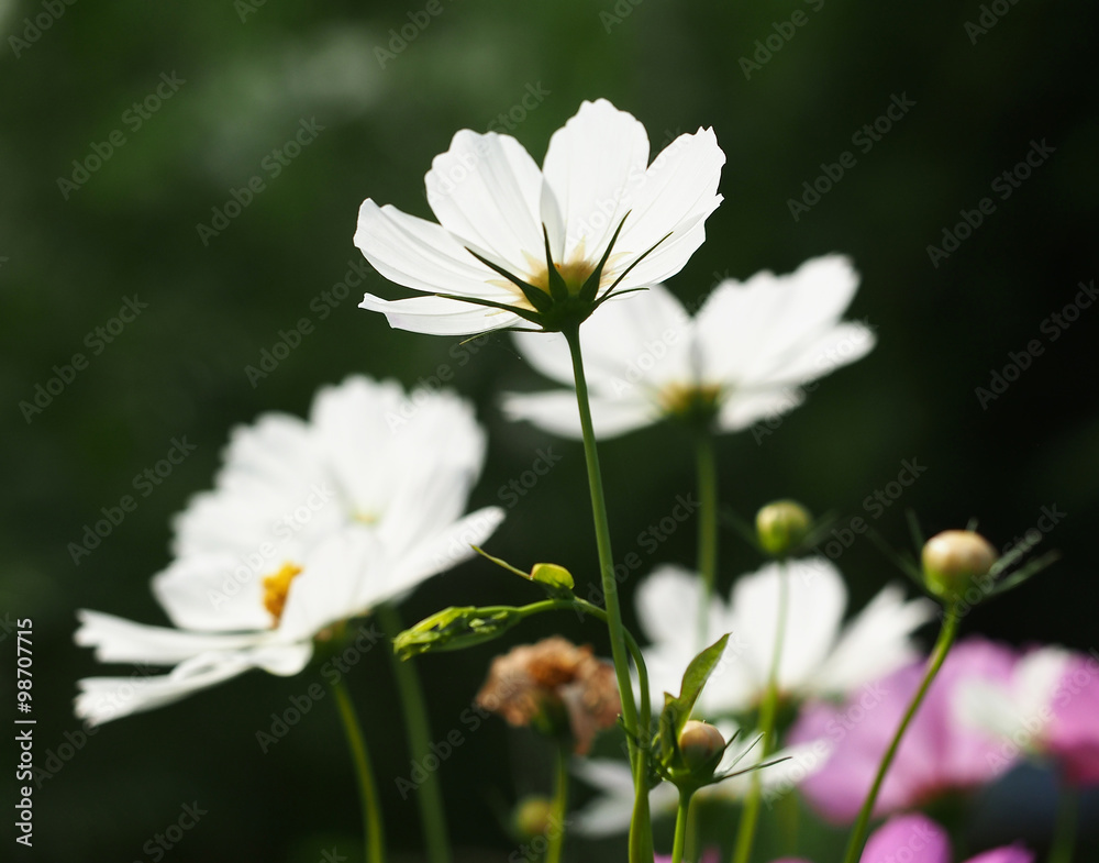 Beautiful Cosmos Flowers in the garden, Thailand Beautiful Cosmos Flowers in the garden, Thailand