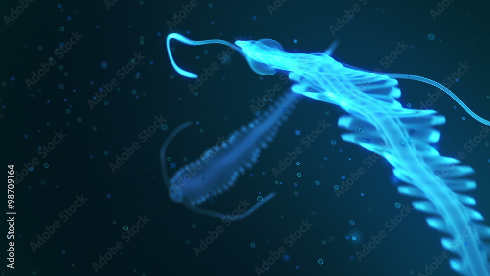 Deep sea bioluminescent and translucent creature. Polychaete Tomopteris ...