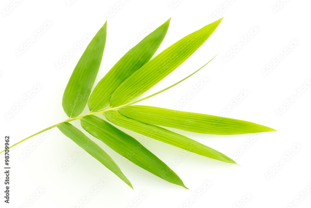 Fresh bamboo leaves border isolated on white background, botanic Fresh bamboo leaves border isolated on white background, botanic