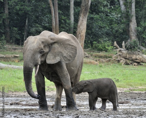 The elephant calf  with  elephant cow The African Forest Elephant  Loxodonta africana cyclotis. At the Dzanga saline  a forest clearing  Central African Republic  Dzanga Sangha