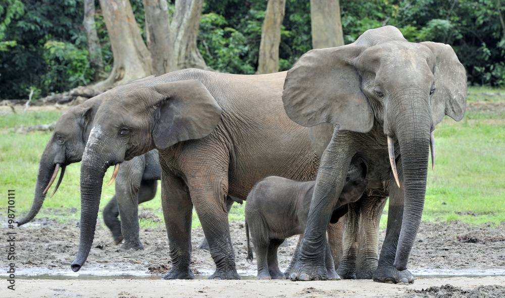 Fototapeta premium African Forest Elephant, Loxodonta africana cyclotis, of Congo Basin. At the Dzanga saline (a forest clearing) Central African Republic, Sangha-Mbaere, Dzanga Sangha