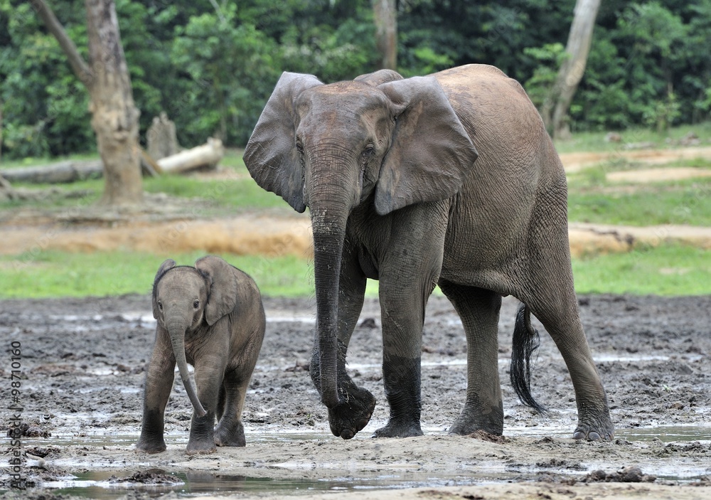 Fototapeta premium The elephant calf with elephant cow The African Forest Elephant, Loxodonta africana cyclotis. At the Dzanga saline (a forest clearing) Central African Republic, Dzanga Sangha