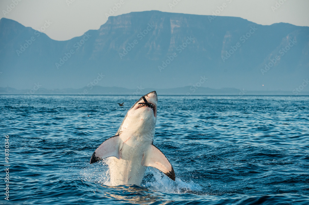 Naklejka premium Great White Shark (Carcharodon carcharias) breaching in an attack on seal and swallowed a seal.