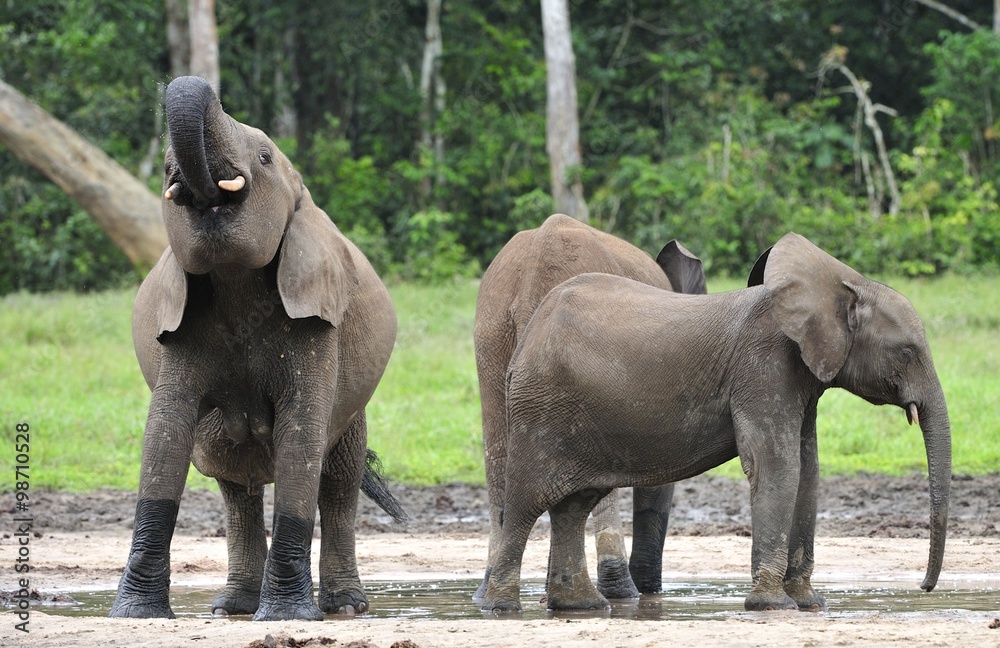 Fototapeta premium African Forest Elephant, Loxodonta africana cyclotis, of Congo Basin. At the Dzanga saline (a forest clearing) Central African Republic, Sangha-Mbaere, Dzanga Sangha
