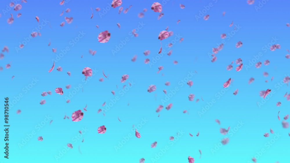 Falling sakura blue BG Falling sakura blue BG