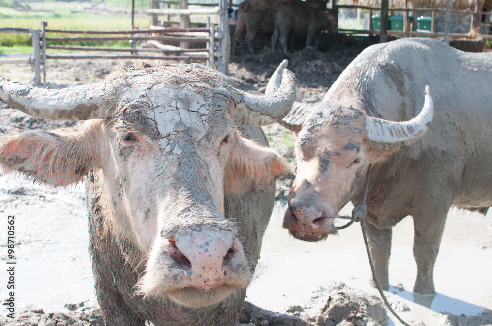 Albino water buffalo herd in a traditional thai farm Albino water buffalo herd in a traditional thai farm