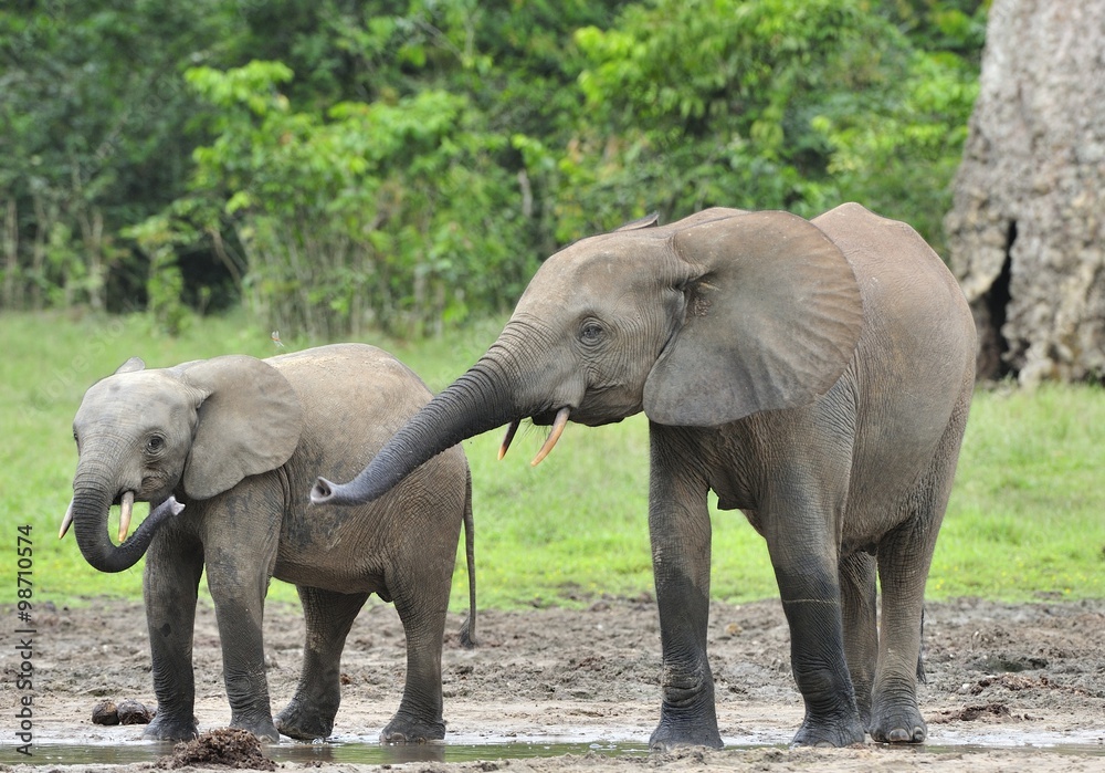 Fototapeta premium The elephant calf with elephant cow The African Forest Elephant, Loxodonta africana cyclotis. At the Dzanga saline (a forest clearing) Central African Republic, Dzanga Sangha