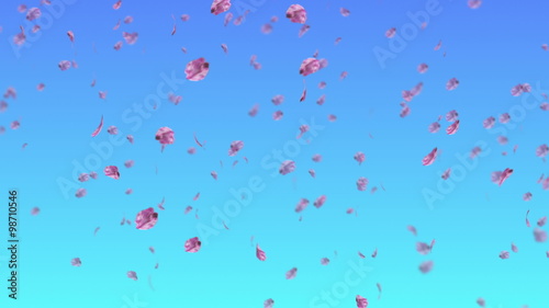 Falling sakura blue BG