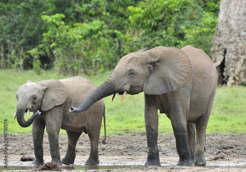 The elephant calf  with  elephant cow The African Forest Elephant  Loxodonta africana cyclotis. At the Dzanga saline  a forest clearing  Central African Republic  Dzanga Sangha