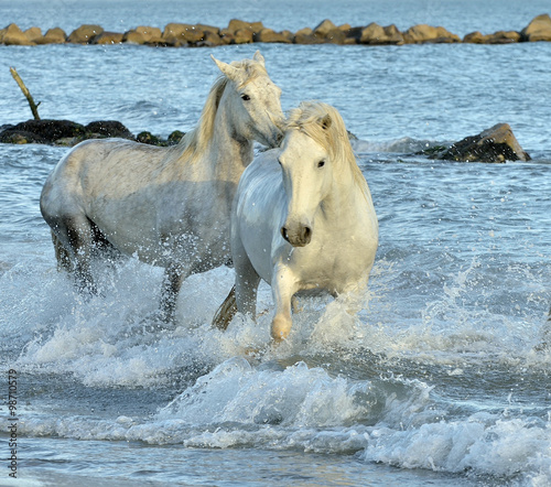 Herd of White Camargue Horses running on the water .