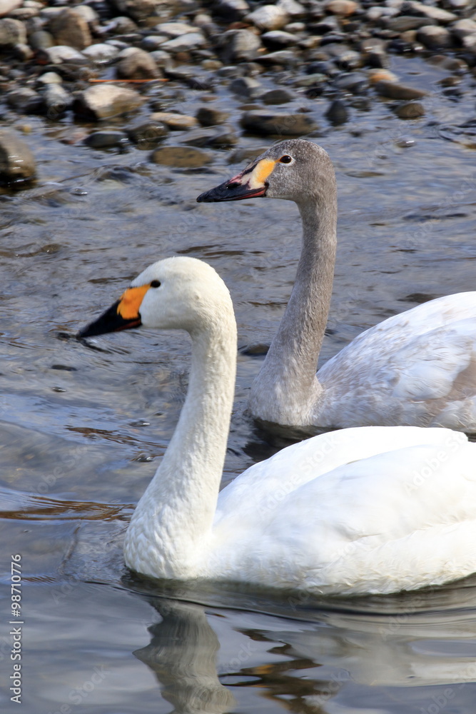 Fototapeta premium 親子の白鳥