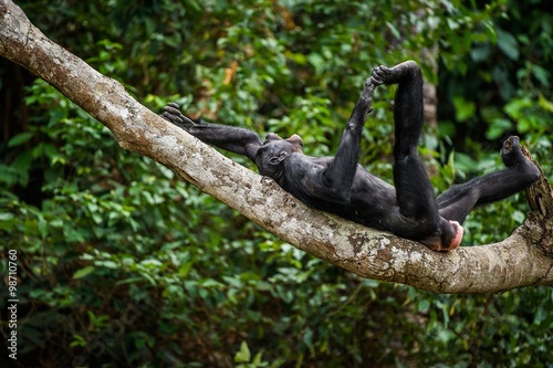 The laughing Bonobo (Pan Paniscus) on a tree branch.