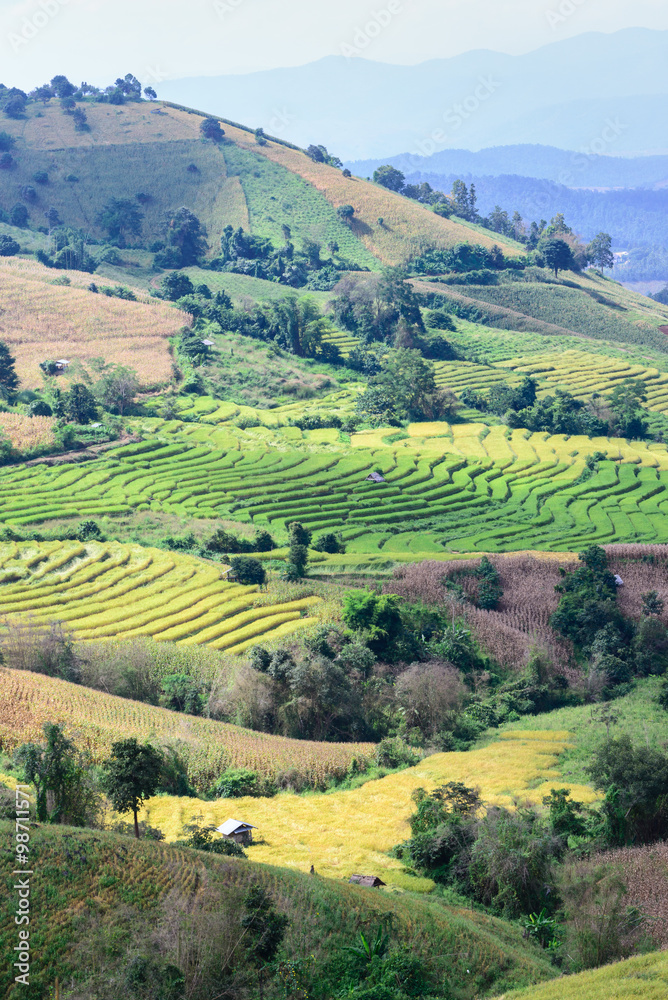 Fototapeta premium Terraced rice field at Ban Pa Bong Piang, Chiang Mai in Thailand.