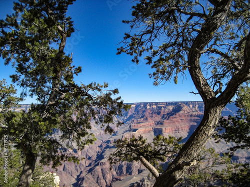 Grand Canyon Tree view