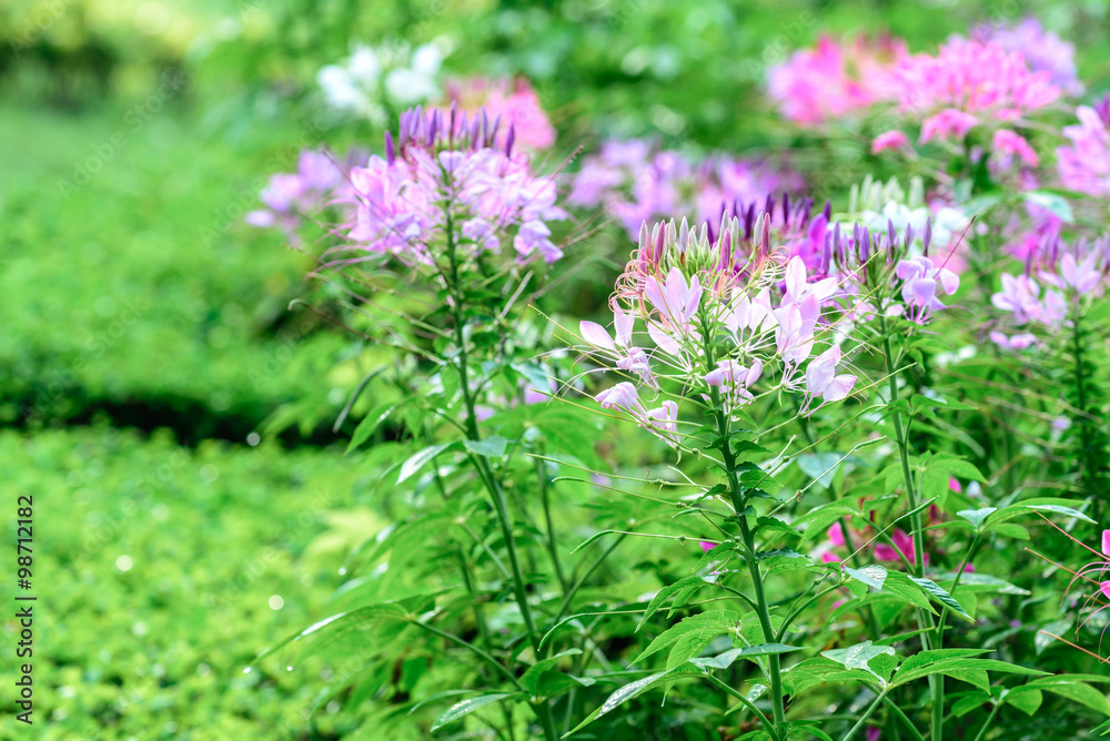 Beautiful flowers in garden, Cleome or Spider Flower. Beautiful flowers in garden, Cleome or Spider Flower.