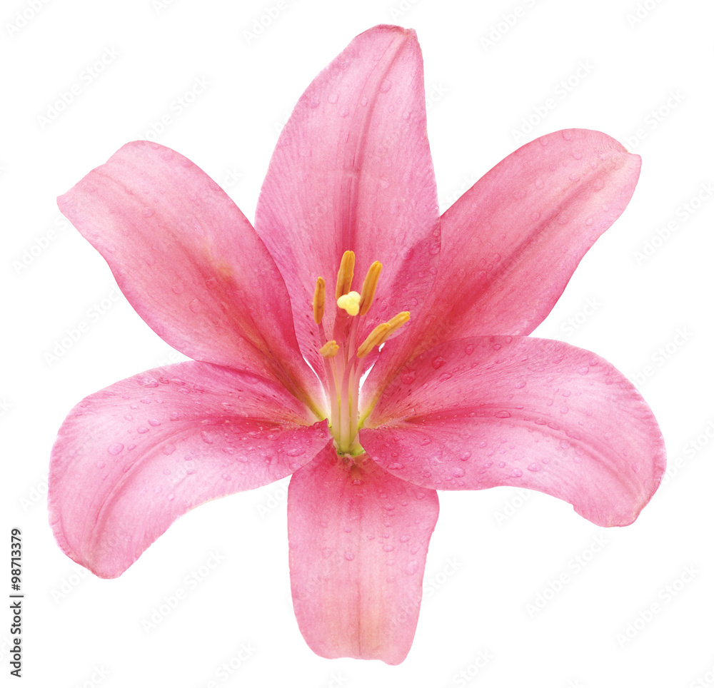 Pink lily.