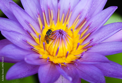 bee on waterlilly