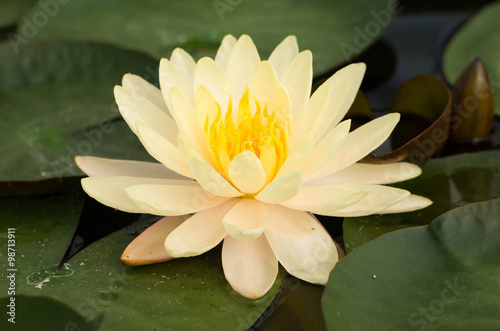 lotus