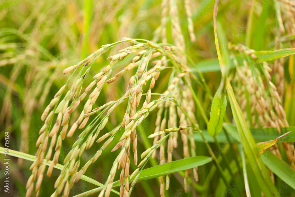 The paddy rice close up and green background The paddy rice close up and green background