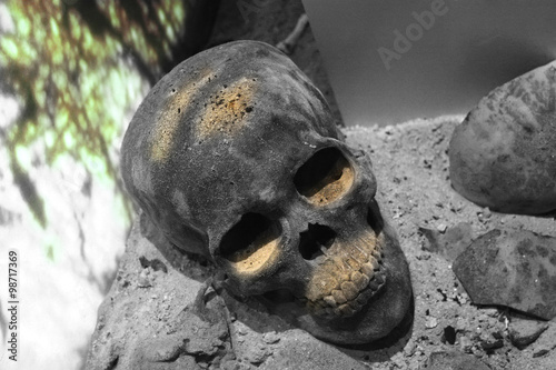 skull in grave buried