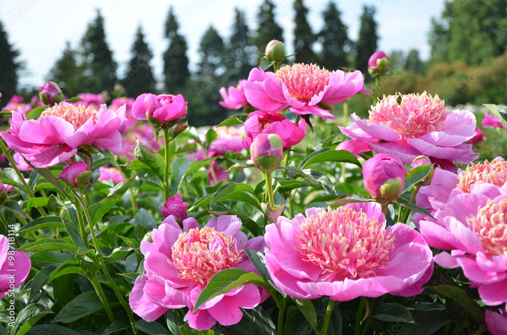 Many beautiful peony flowers Many beautiful peony flowers