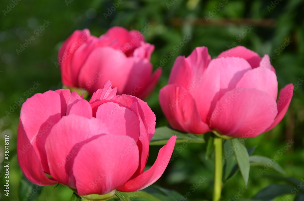 Pink peony buds in the garden 