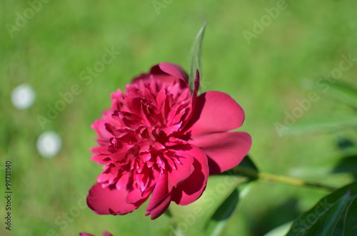 Beautiful red peony flower 