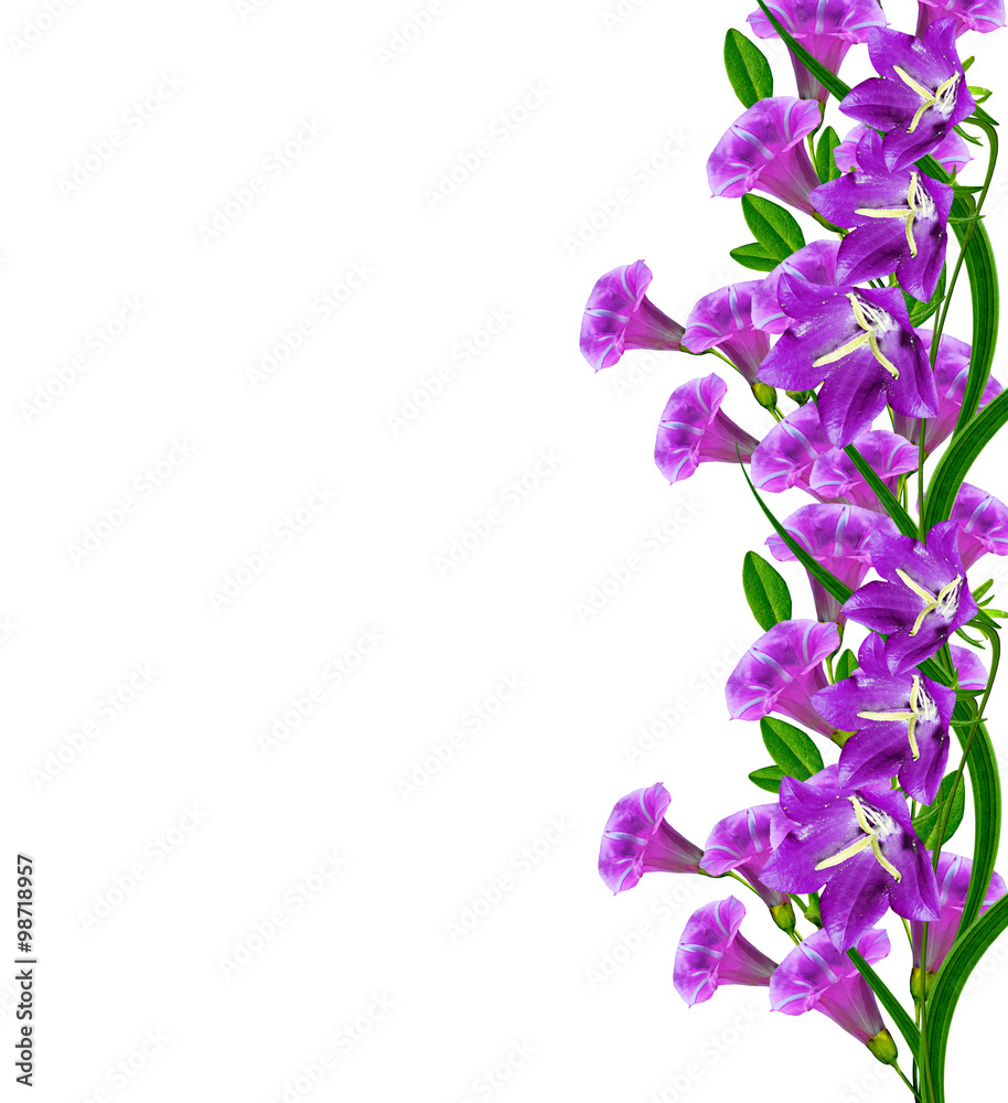 bell flower isolated on white background bell flower isolated on white background